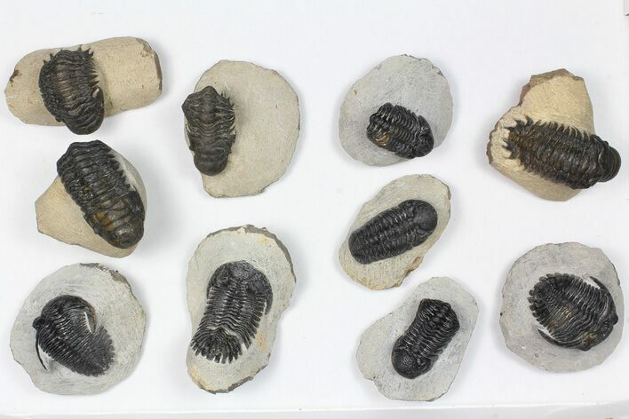 Lot: Assorted Devonian Trilobites - Pieces #84732
